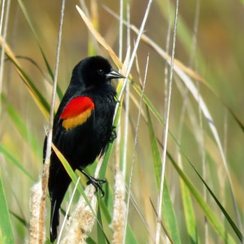 wetlands-blackbird